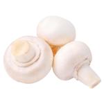 Ciuperci champignon albe