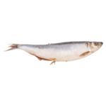 Peste hering Asamblor sarat