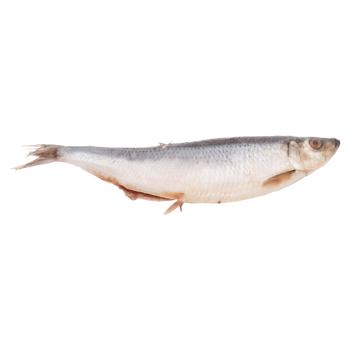 Peste hering Asamblor sarat - cumpărați, prețuri pentru BONUS - foto 1