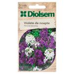 Semințe Diolsem Violete de noapte 0.5g