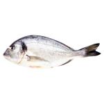 Peste dorada regala 400/600 kg Ocean Fish