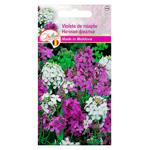 Semințe Diolsem Violete de noapte 0.5g