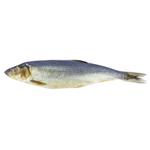 Hering cu cap sarat calibru 400g+ 4kg