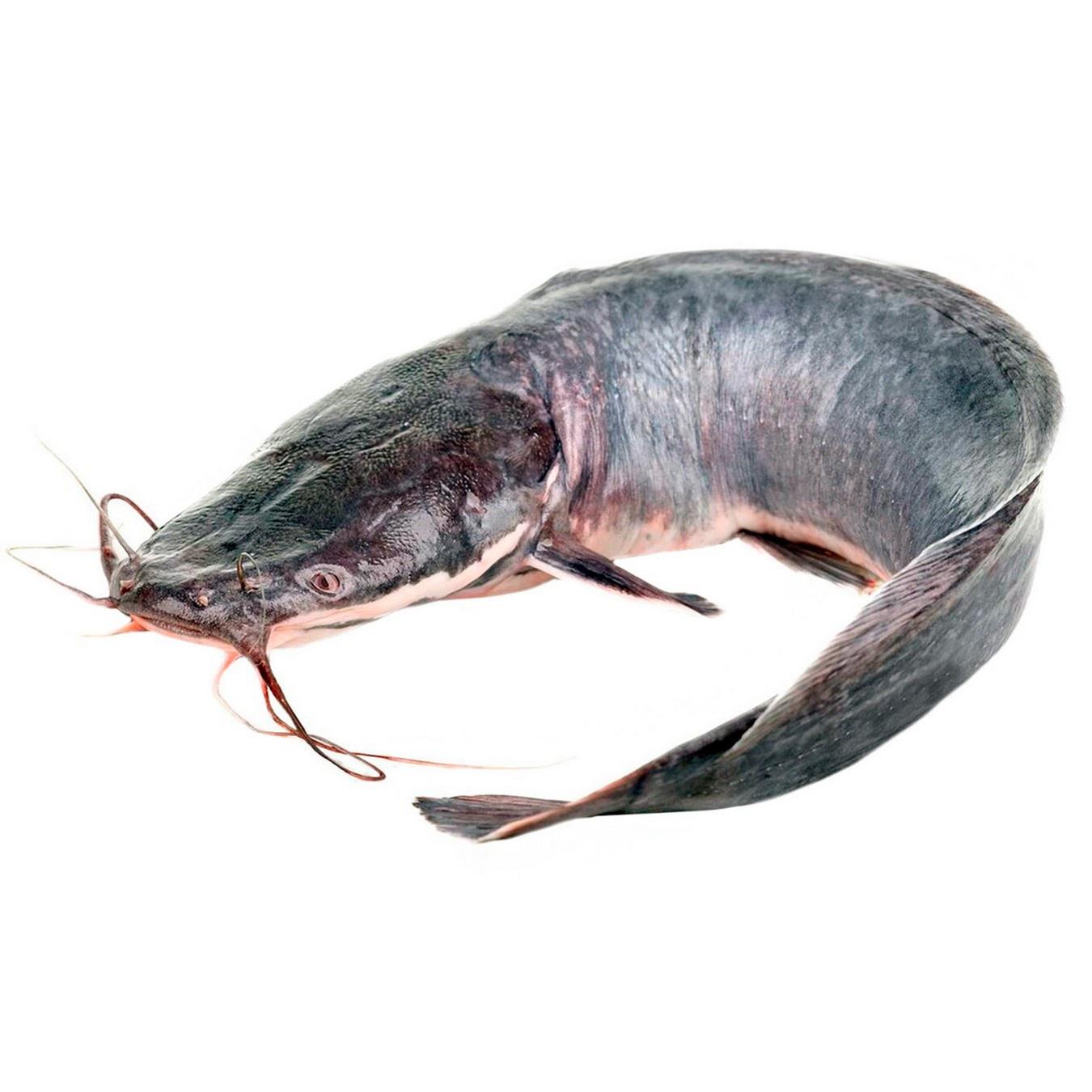Whole African catfish